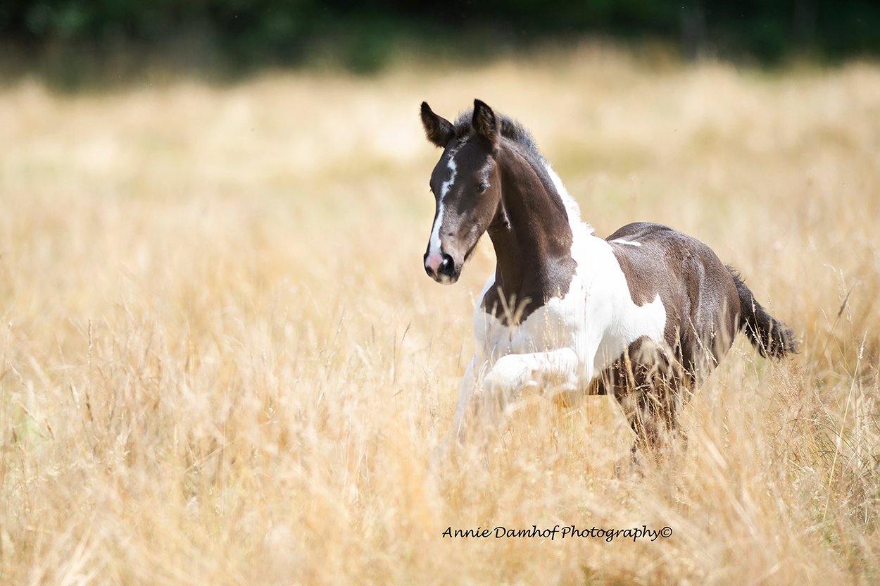 Barock Pinto Colt @Annie Damhof